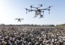 CSIRO Finds Backup Resistance Gene to Fight Cotton's Bacterial Blight