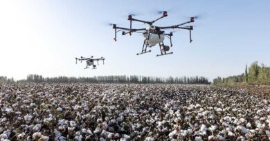 CSIRO Finds Backup Resistance Gene to Fight Cotton's Bacterial Blight