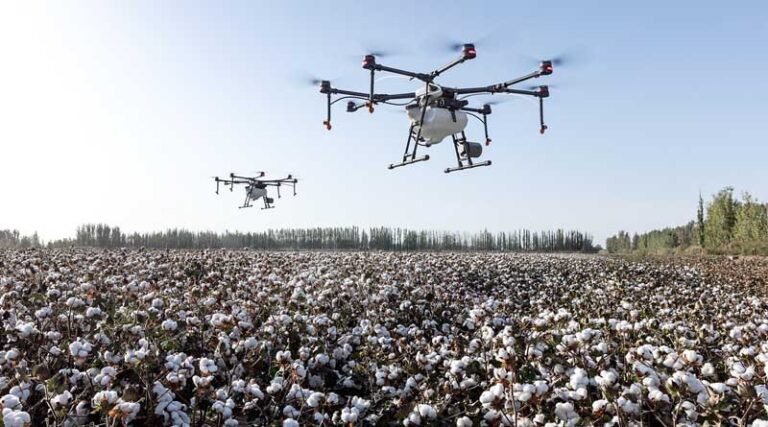 CSIRO Finds Backup Resistance Gene to Fight Cotton's Bacterial Blight
