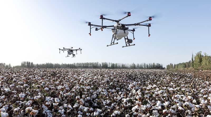 CSIRO Finds Backup Resistance Gene to Fight Cotton's Bacterial Blight