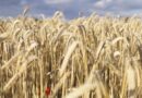 CSIRO Unveils Dual-Purpose Wheat Bred to Survive Frost and Heat Shocks