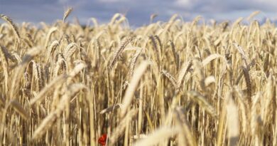 CSIRO Unveils Dual-Purpose Wheat Bred to Survive Frost and Heat Shocks