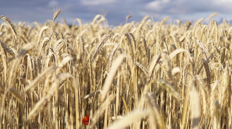 CSIRO Unveils Dual-Purpose Wheat Bred to Survive Frost and Heat Shocks