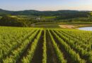 Canada Funds AI Camera Upgrade to Catch Vineyard Disease Before It Spreads