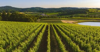 Canada Funds AI Camera Upgrade to Catch Vineyard Disease Before It Spreads