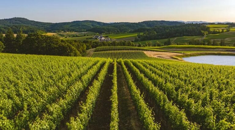 Canada Funds AI Camera Upgrade to Catch Vineyard Disease Before It Spreads