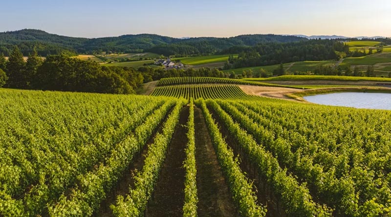 Canada Funds AI Camera Upgrade to Catch Vineyard Disease Before It Spreads