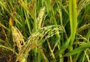 Central Vietnam Floods Damage Rice and Vegetable Crops as More Rain Looms