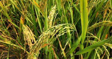Central Vietnam Floods Damage Rice and Vegetable Crops as More Rain Looms