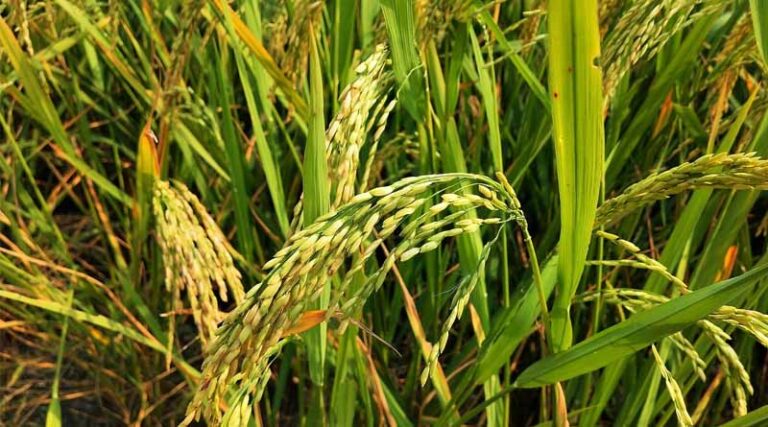 Central Vietnam Floods Damage Rice and Vegetable Crops as More Rain Looms