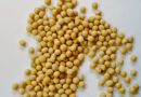 China Buys 1 Million Tonnes of US Soybeans Ahead of Trump-Xi Summit