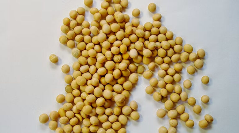 China Buys 1 Million Tonnes of US Soybeans Ahead of Trump-Xi Summit