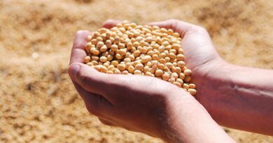 China Nears Halfway Mark on US Soybean Pledge Ahead of Xi Visit