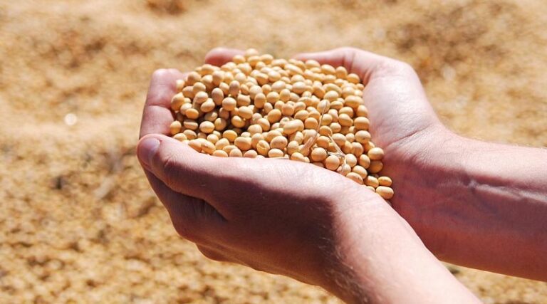 China Nears Halfway Mark on US Soybean Pledge Ahead of Xi Visit