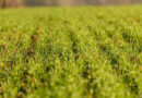 China Unveils Crop Farming Plan To Boost Grain Capacity By 2030