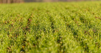 China Unveils Crop Farming Plan To Boost Grain Capacity By 2030