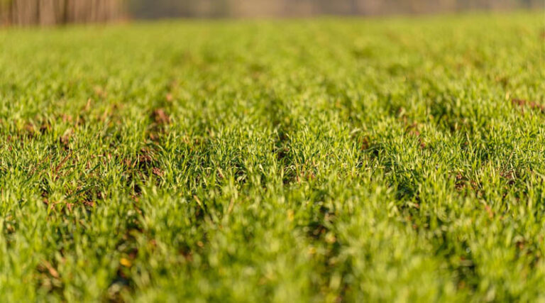 China Unveils Crop Farming Plan To Boost Grain Capacity By 2030