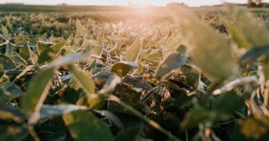China's August Soybean Imports Hold Steady as Brazil Supply Dominates, US Deal Progresses