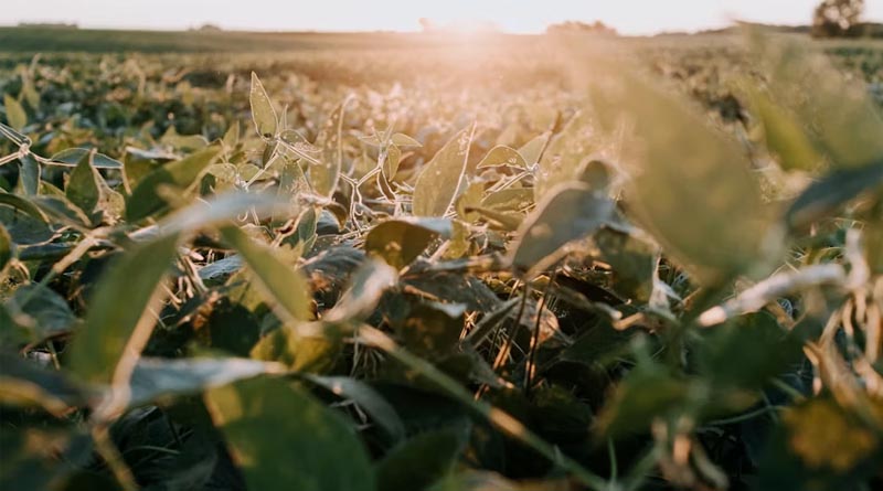 China's August Soybean Imports Hold Steady as Brazil Supply Dominates, US Deal Progresses
