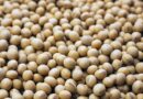 China's August Soybean Imports Rise as Argentina Trims Harvest Outlook