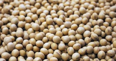 China's August Soybean Imports Rise as Argentina Trims Harvest Outlook