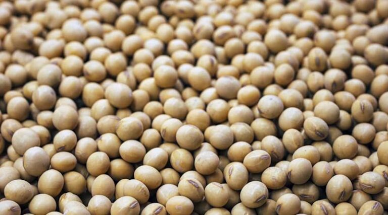 China's August Soybean Imports Rise as Argentina Trims Harvest Outlook