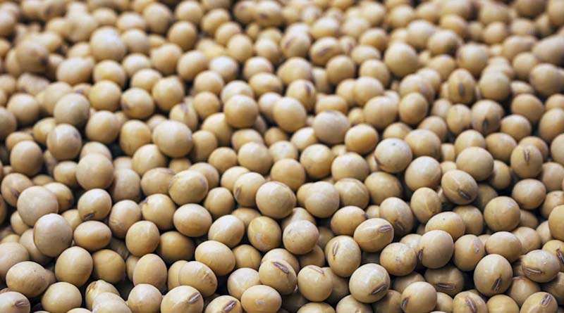 China's August Soybean Imports Rise as Argentina Trims Harvest Outlook