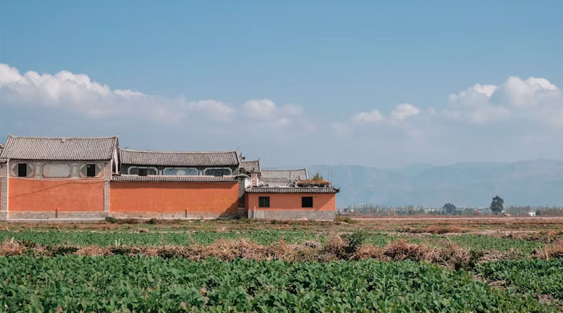 China's Premier Presses Grain-Growing Provinces to Secure Autumn Harvest