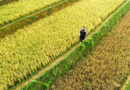 China's Premier Vows All Necessary Measures to Protect Autumn Grain Harvest