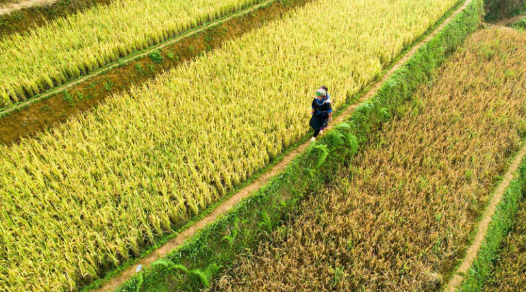 China's Premier Vows All Necessary Measures to Protect Autumn Grain Harvest