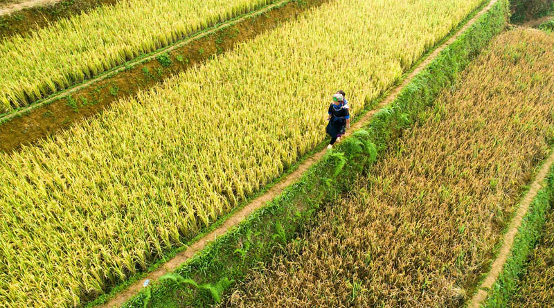 China's Premier Vows All Necessary Measures to Protect Autumn Grain Harvest