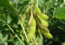 China's Soybean Buying Spree Continues Ahead of Xi Jinping's Expected U.S. Visit