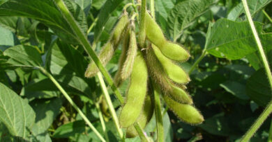 China's Soybean Buying Spree Continues Ahead of Xi Jinping's Expected U.S. Visit