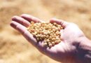 China's Soybean Imports Rise as Brazil's Bumper Harvest Fills the Gap