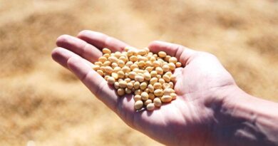 China's Soybean Imports Rise as Brazil's Bumper Harvest Fills the Gap