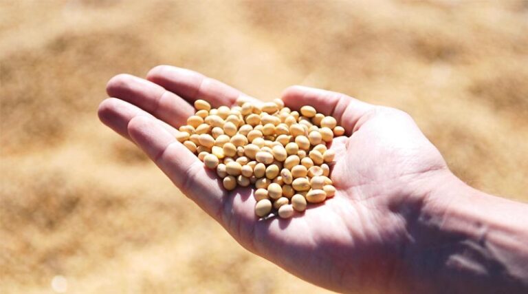 China's Soybean Imports Rise as Brazil's Bumper Harvest Fills the Gap