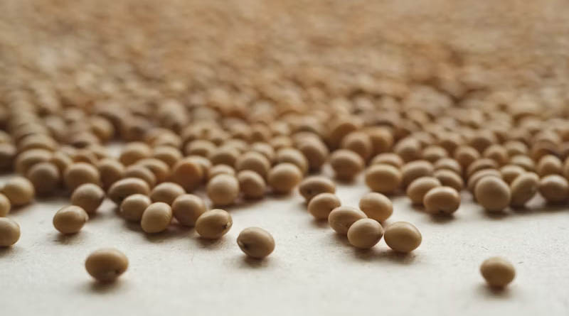 China's Soybean Imports Set to Slip as Brazil Deepens Its Grip on Beijing's Market
