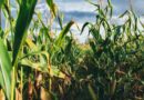 Chinese Researchers Launch AI Tool That Predicts Crop Gene-Trait Links Across Species