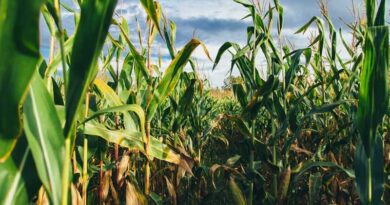 Chinese Researchers Launch AI Tool That Predicts Crop Gene-Trait Links Across Species