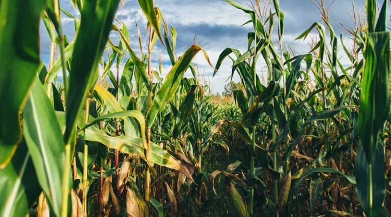 Chinese Researchers Launch AI Tool That Predicts Crop Gene-Trait Links Across Species