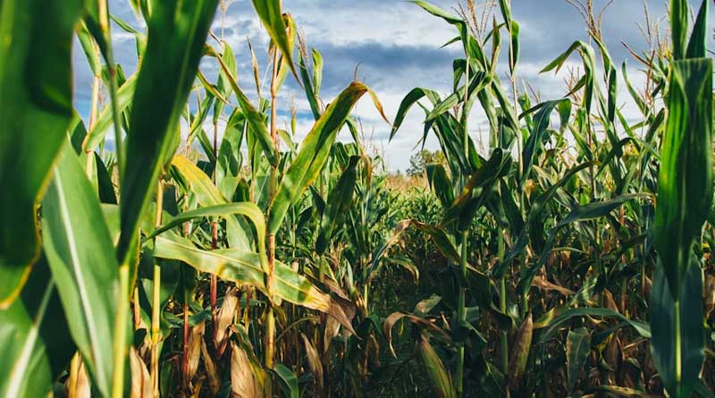 Chinese Researchers Launch AI Tool That Predicts Crop Gene-Trait Links Across Species
