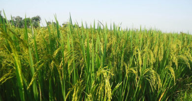 Chinese Scientists Crack Genetic Barrier Blocking Asian-African Rice Crossbreeding