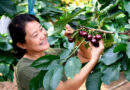 Chiping District In China's Shandong Boosts Modern Agricultural Development And Rural Revitalization