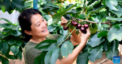 Chiping District In China's Shandong Boosts Modern Agricultural Development And Rural Revitalization