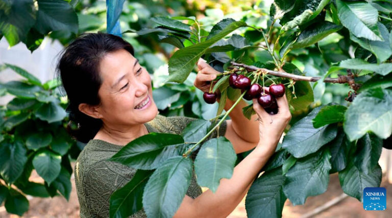Chiping District In China's Shandong Boosts Modern Agricultural Development And Rural Revitalization