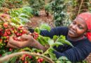 Credit For Coffee Farmers Closing The Finance Gap To Include More Women And Young People Is Not Charity, It’s Smart Business