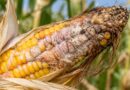Deep Straw Burial Cuts Maize Ear Rot and Toxin Contamination, Chinese Study Finds