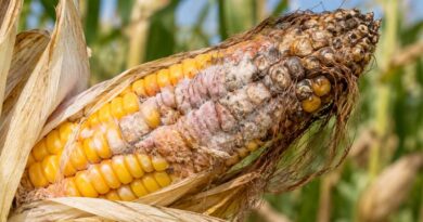 Deep Straw Burial Cuts Maize Ear Rot and Toxin Contamination, Chinese Study Finds