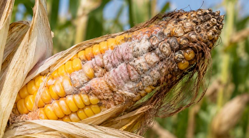 Deep Straw Burial Cuts Maize Ear Rot and Toxin Contamination, Chinese Study Finds