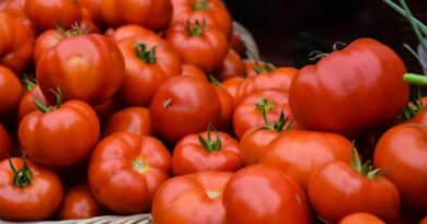 EPA Finalizes 12-Year Registration Review of Tomato Fruit-Set Regulator 4-CPA